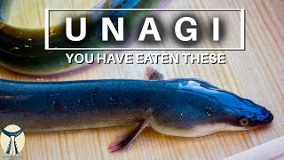 U N A G I - The Japanese Eel You Most Likely Have Eaten