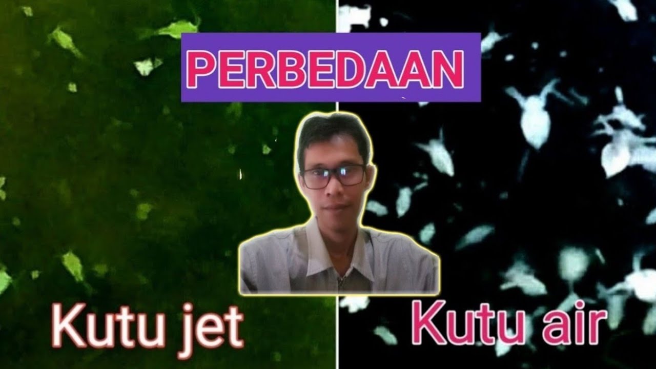 Kutu Jet Sangat Berbahaya Untuk Para Breeder Youtube