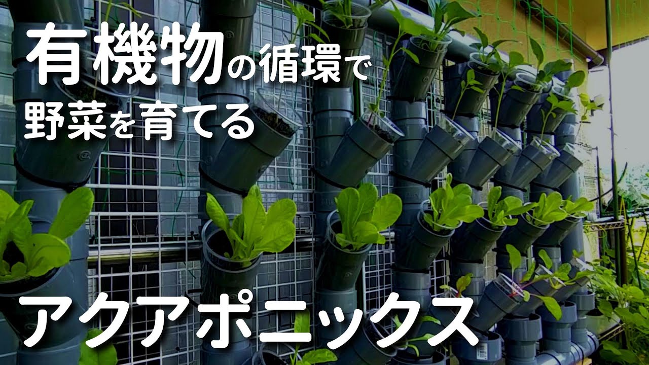 【生物生産農法アクアポニックス】養殖と有機物の豊かな循環で野菜を育てるアクアポニックス【生態系機能マニア／田舎暮らし／vlog】