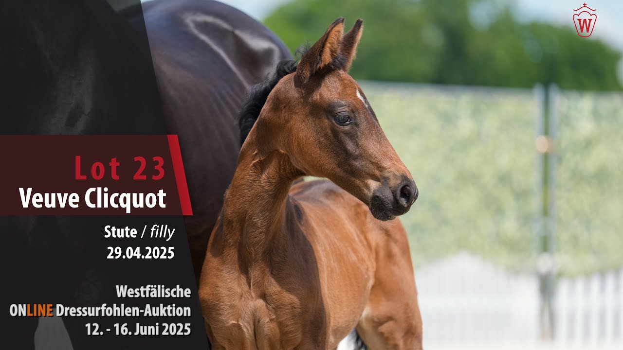 ONLINE Dressurfohlen-Auktion Lot 23 Veuve Clicquot Stute v. Van Vermeer -  Rotspon