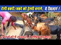 देशी बकरे और बकरी को हेल्थी बनाने क्या खिलाएं? Deshi Bakre/ Bakri Ko Healthy Banane kya khilanyen?