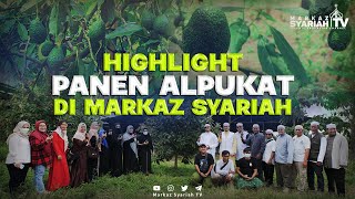 HIGHLIGHT PANEN ALPUKAT