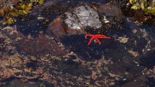 HD timelapse of a tide pool