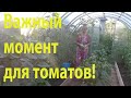 Уход за томатами в конце июля