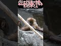 【癒やし】大パニックの後にたくさん可愛がられるパンチくん！🐒温かい愛に包まれる日常❤️ #パンチくん#shorts #市川市動植物園 #zoo