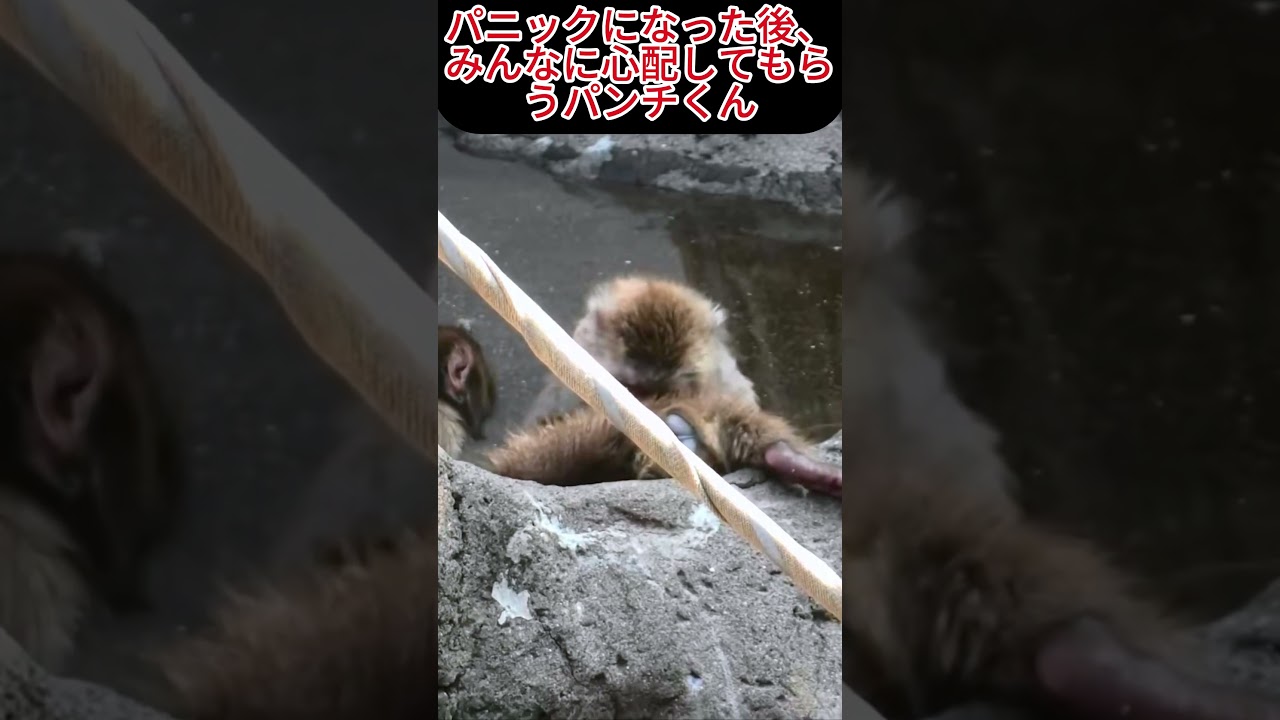 【癒やし】大パニックの後にたくさん可愛がられるパンチくん！🐒温かい愛に包まれる日常❤️ #パンチくん#shorts #市川市動植物園 #zoo