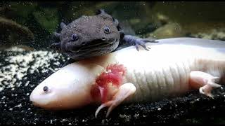 Can Axolotls Eat Mealworms? Essential Feeding Tips