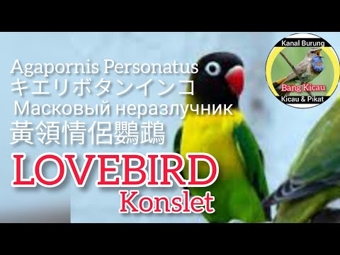 Lovebird Konslet | 黃領情侶鸚鵡 | Agapornis Personatus | キエリボタンインコ | Масковый неразлучник