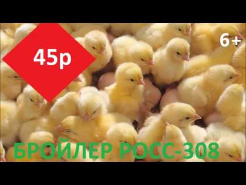 Курган лпх прайс. Курган лпх прайс. Лпх. Лпх курганская область. Лпх ключи курган прайс.