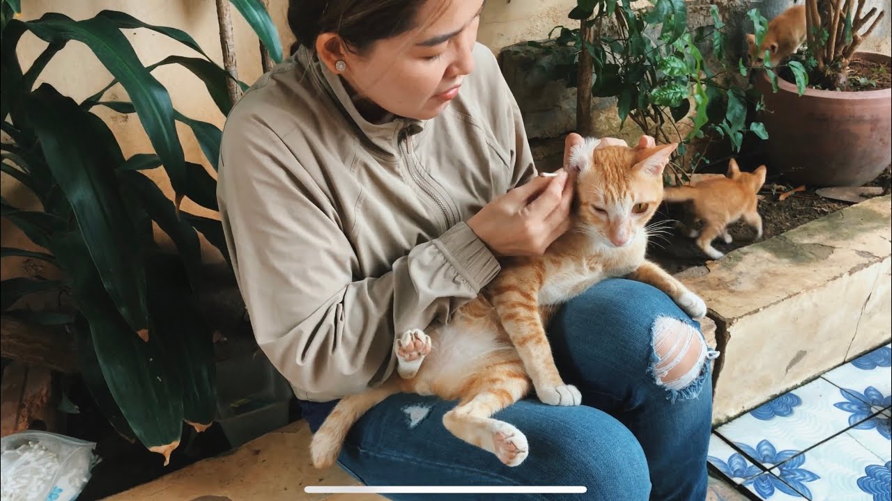 Grooming My kitten After Awhile Pet Vlog Meow Family YouTube