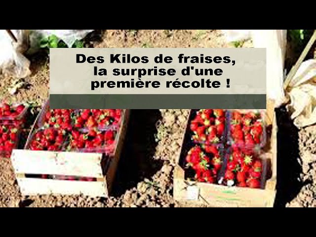 Une Petite Fraise Raidie N'a Pas été Récoltée Dans Une Fraise