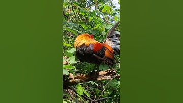 gà rừng.qaib qus