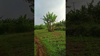 suasana perkebunan di kp.cirata kab.cianjur baraya