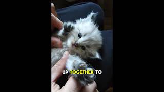 ADORABLE BABY CAT FACTS YOU NEVER KNEW #kitten #cat #facts