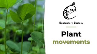 Plant movements [Day to night time-lapse]