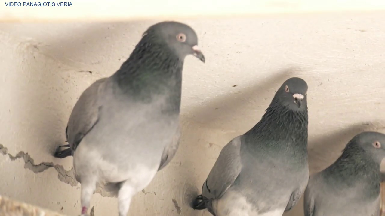 ΝΤΑΙΛΙΑΝΗΣ ΠΑΝΑΓΙΩΤΗΣ- ΣΥΛ. ΛΑΡΙΣΑΣ - 2020