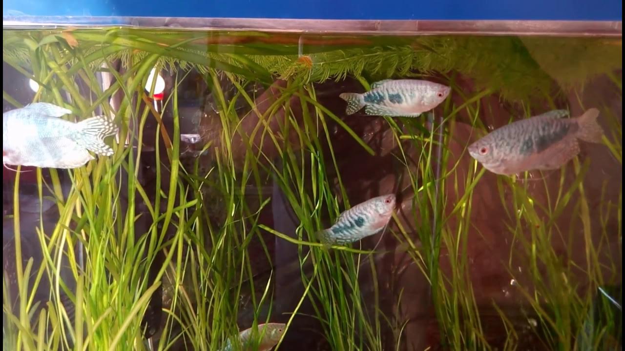 Мальки гурами. Малек гурами жемчужный 1 мес. Гурами мраморный мальки. Малек гурами 2 недели. Гурами жемчужный мальки.