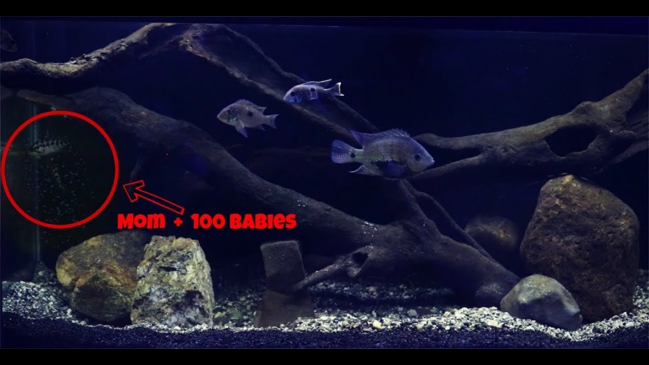 pair of words list I Didn't Expect This..Baby Fish Had Babies!!!