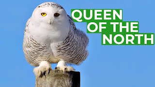 Snowy Owl  Queen of the North | Free Documentary Nature