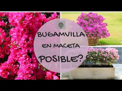 Video: Preparación para el invierno de una planta de buganvilla: cómo cuidar las plantas de buganvilla durante el invierno