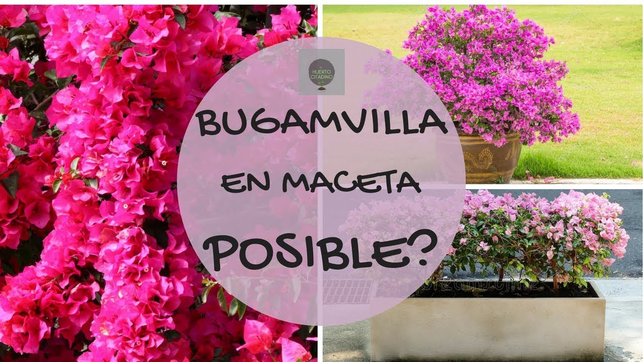 COMO CUIDAR UNA BUGANVILLA (BUGAMBILIA) EN MACETA || TIERRA IDEAL - YouTube