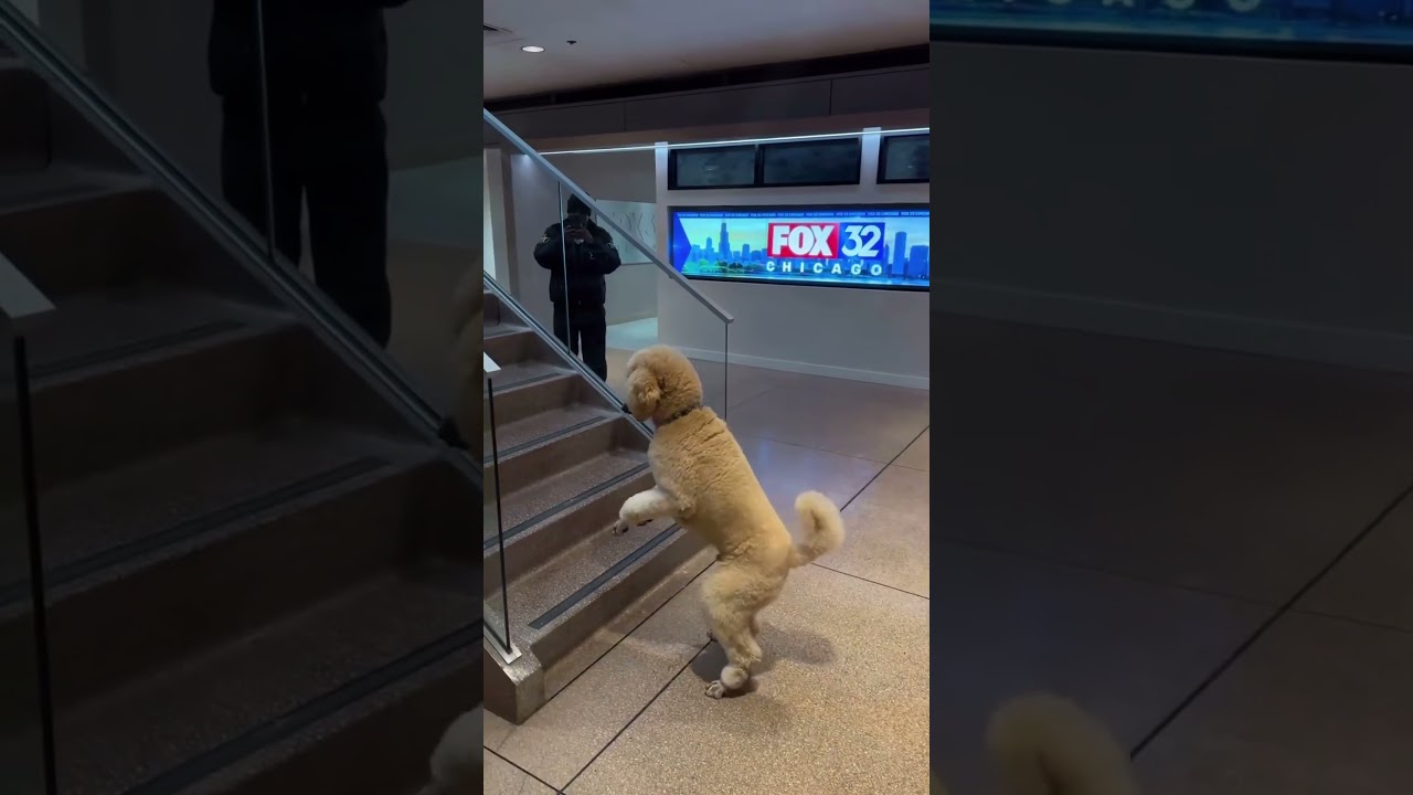 Dog's strange posture🤣🤣 