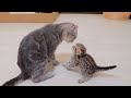 “Go to sleep! A cute kitten who rebels against his mother and attacks her, only to get hit back.