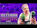 ПЕТУНИЯ с геном мужской стерильности. Обрезать нельзя помиловать