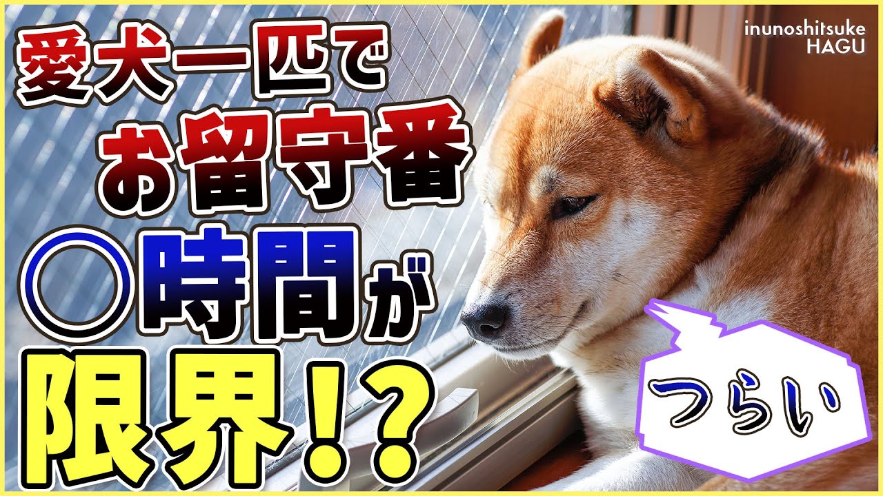 ワンちゃんって何時間お留守番できる？意外と知らない情報を解説