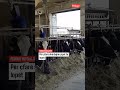 Ja për çfarë shërbejnë çipat te lopët!