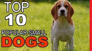 Celebrity Top 10 Most Popular Small Dog Breeds Profile