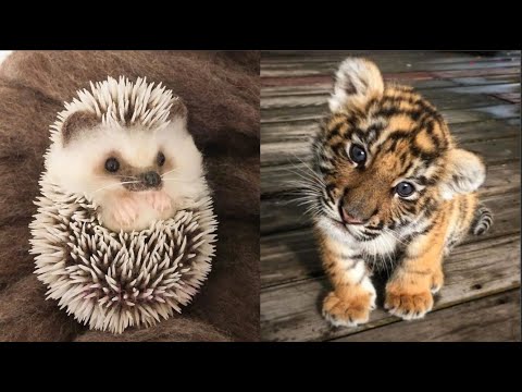 AWW Animals SOO Cute! Cute baby animals Videos Compilation cute moment of the animals #18 2025