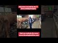 Breeding Cattle That Weigh Over 900KG Semanhyiafarms Diaryfarming 