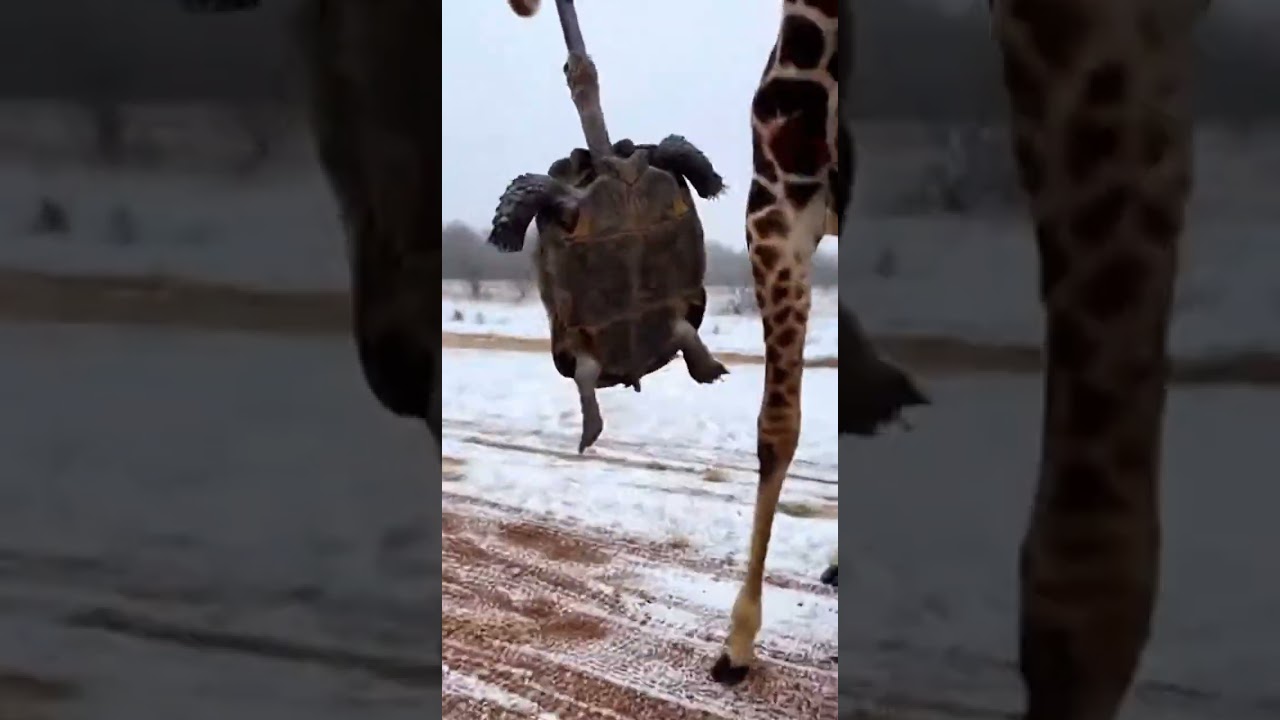 The Giraffe's Purple Tongue Gets More Than It Bargained For Today