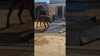 King plays with hose 🚿🤴🐾💙💙