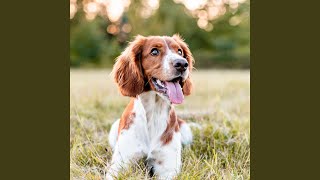 Gentle Tones for Canine