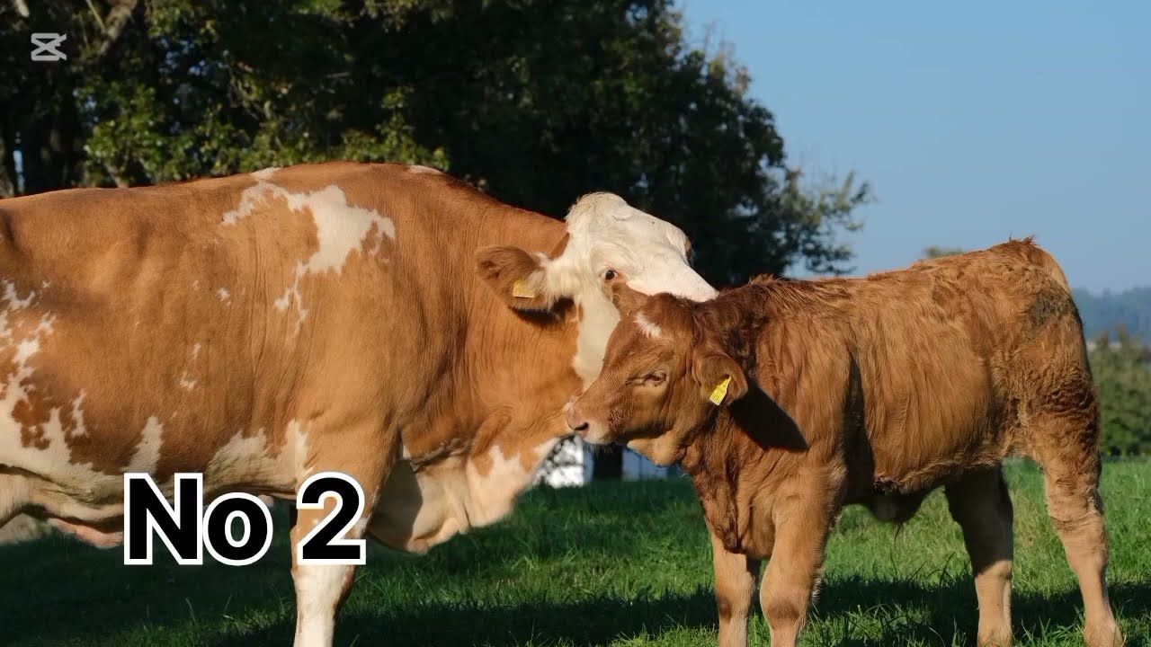 Jersey Cow | Jersey Cow Milk Production | Jersey Cow Farming Full Information | usman ali 