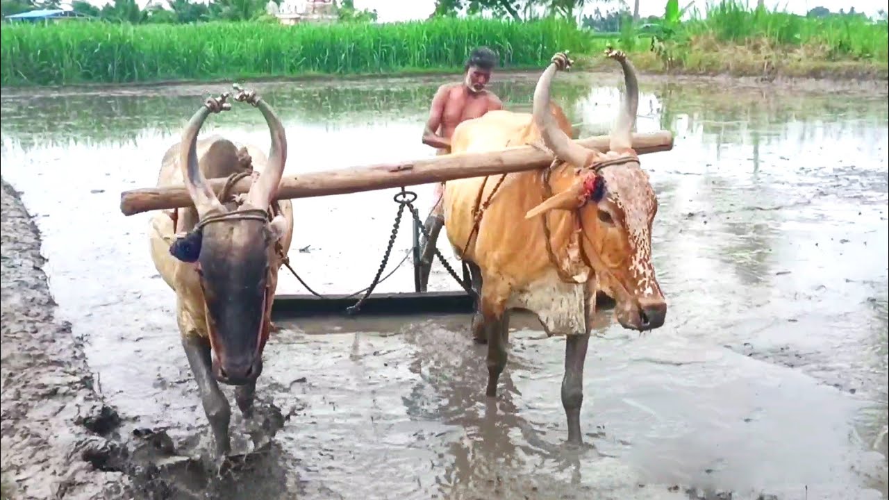 western bullock mud leveling | bull ploughing in mud | pulling bull in mud | bullock ploughing field