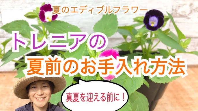 92 トレニアの切り戻しをやってみました Youtube 92 トレニアの切り戻しをやってみました Youtube