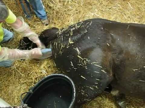 Pregnant Thoroughbred Mare in Labor. Horse Giving Birth. Foaling a Baby Colt