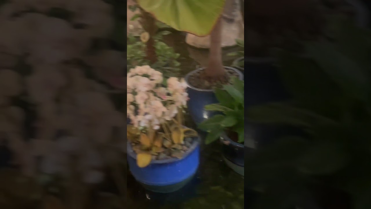 Bambooda Thaifusion, 