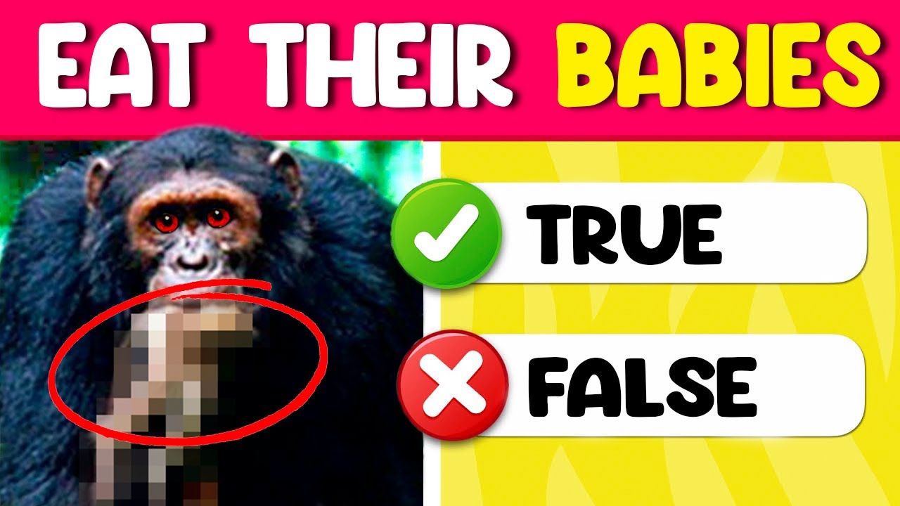 true-or-false-animal-quiz-animal-trivia-youtube