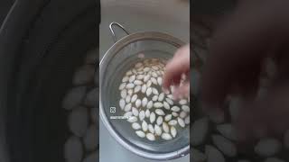 Seed Saving: a brief tutorial to saving squash seeds