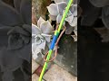 Live Wire Connection Techniques By Experienced Electricians #shortvideo #wire