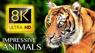 สัตว์ที่น่าประทับใจ 8K ULTRA HD