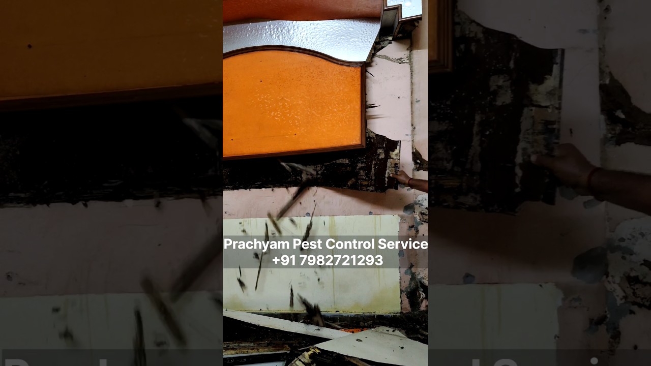 anti termite treatment