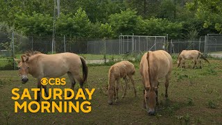 How Smithsonian Scientists Are Working To Preserve Endangered Species