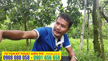 Vào mùa mưa quản lý cỏ như thế nào cho đúng