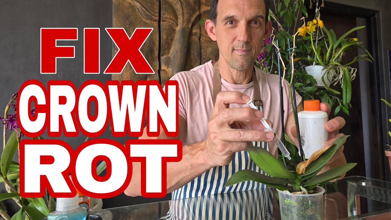 Хотите спасти свой Фаленопсис от кронной гнили. Посмотрите это