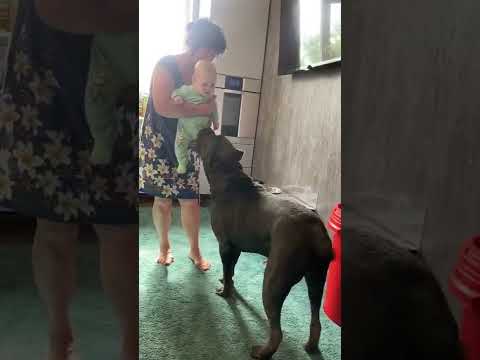 Прыгает, но лапы не ставит! Понимает, что маленький #tttt #cane #канекорсо #canecorso